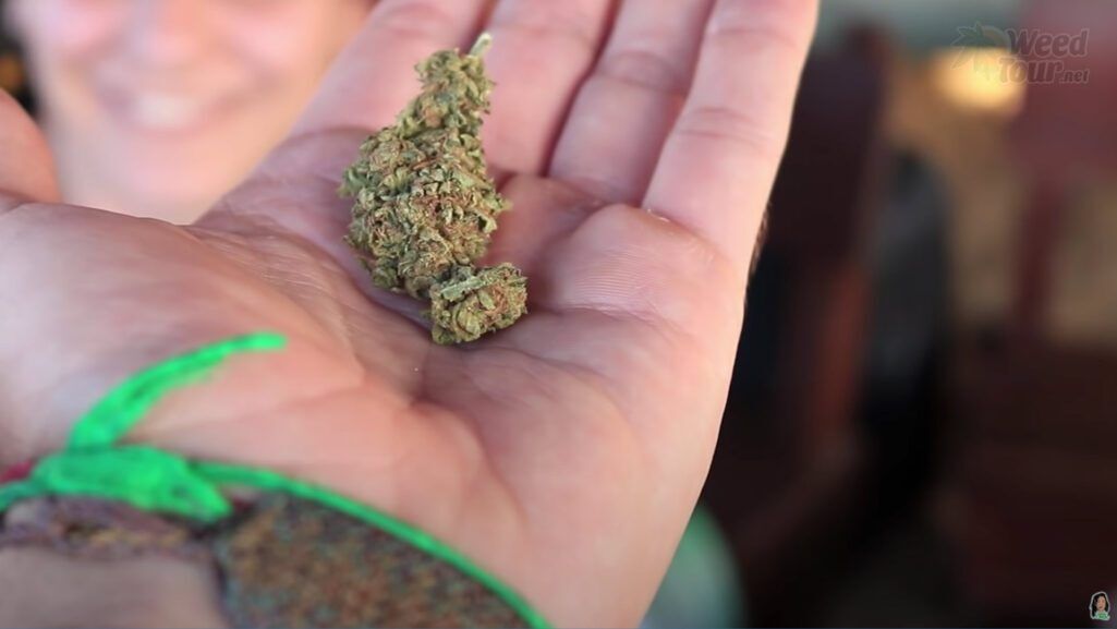 A manicure da flor de cannabis é um dos quesitos julgados em uma Cannabis Cup 