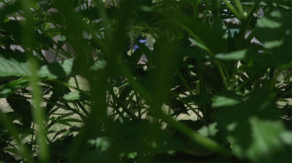 Surpresa: Turistas tem a oportunidade de conhecer plantação de maconha campeã de copa canábica